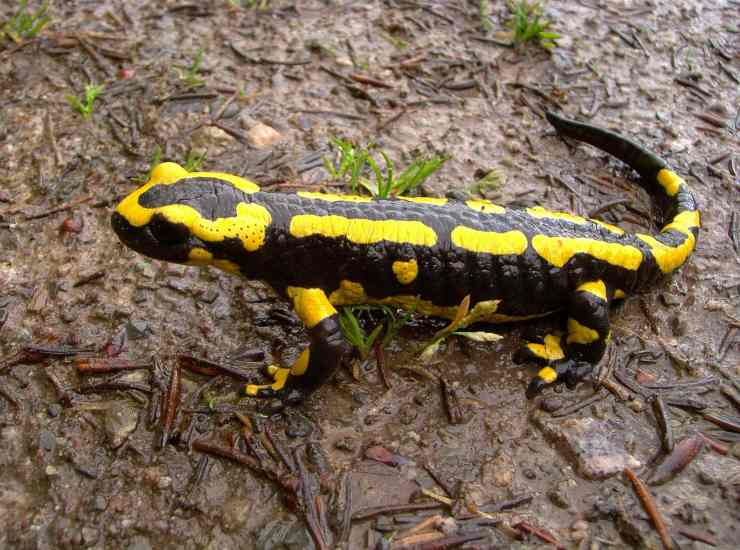 Salamandra pezzata 