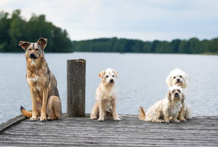 Dove portare in vacanza i nostri cani