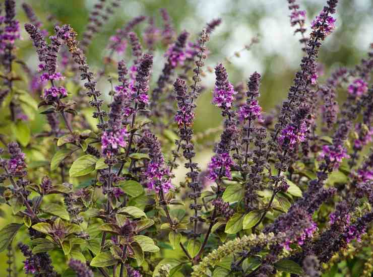 Fiori di basilico 