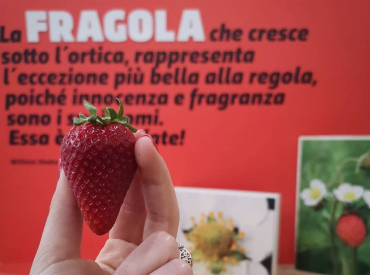 Museo della Fragola