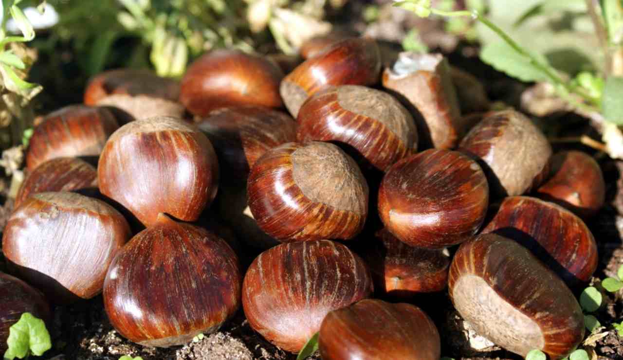 Castagne - fonte FLIKR - SalernoSera.it