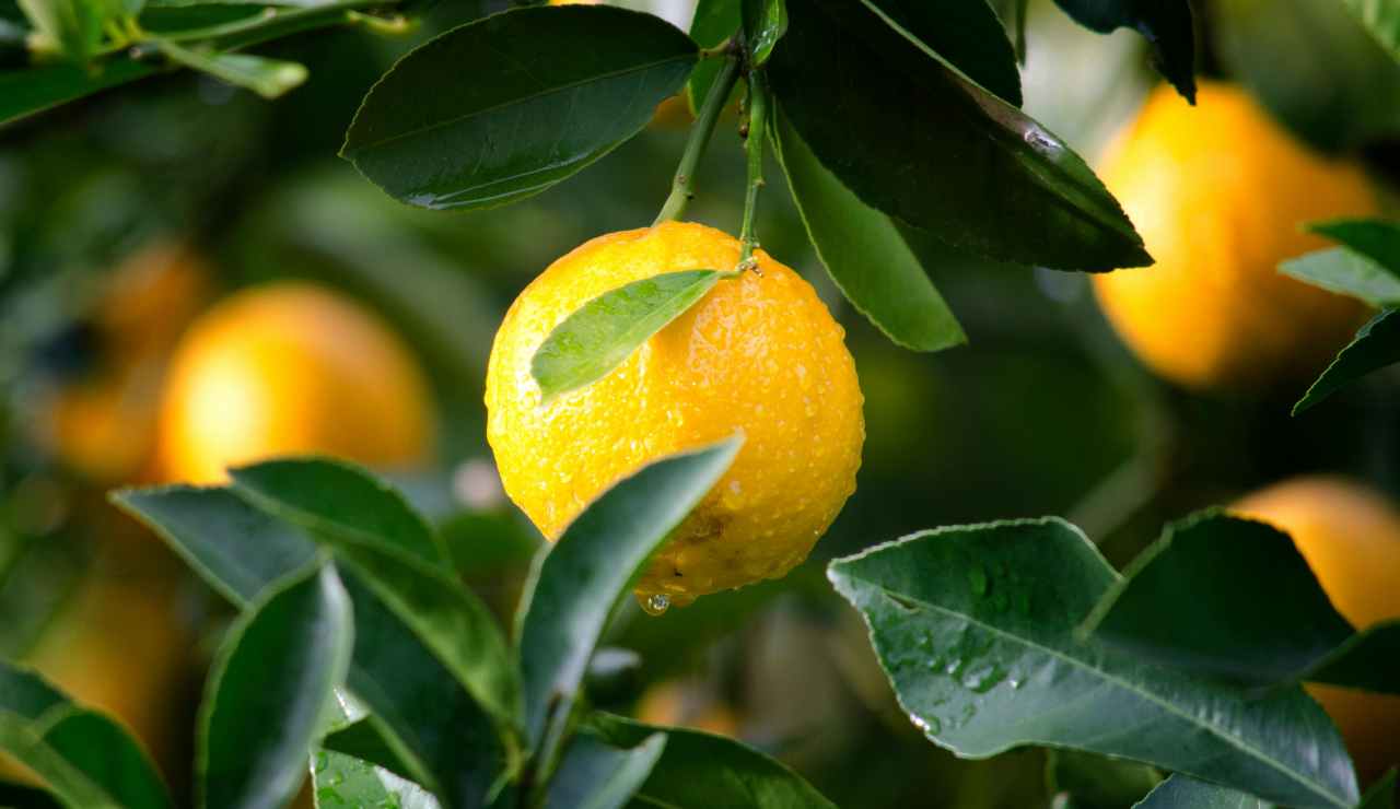 Limoni di Amalfi 