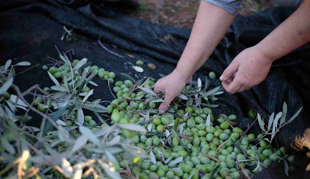 Raccolta olive 