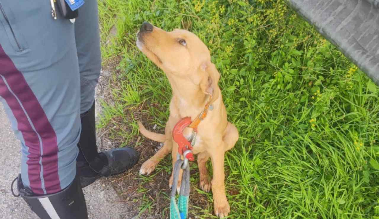 Cagnolino salvato dagli agenti della Stradale - (Fonte Questura Facebook) - salernosera.it