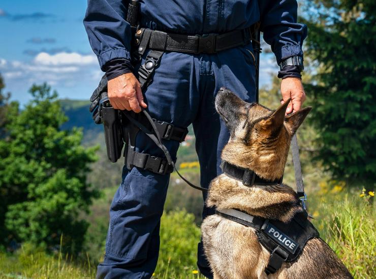 Unità cinofila Polizia (Pexels) - salernosera.it