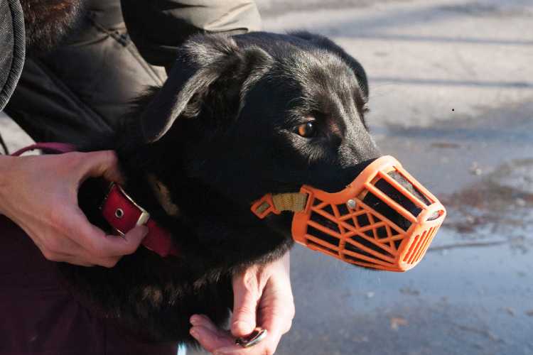 Cane con museruola - fonte_Canva - salernosera.it