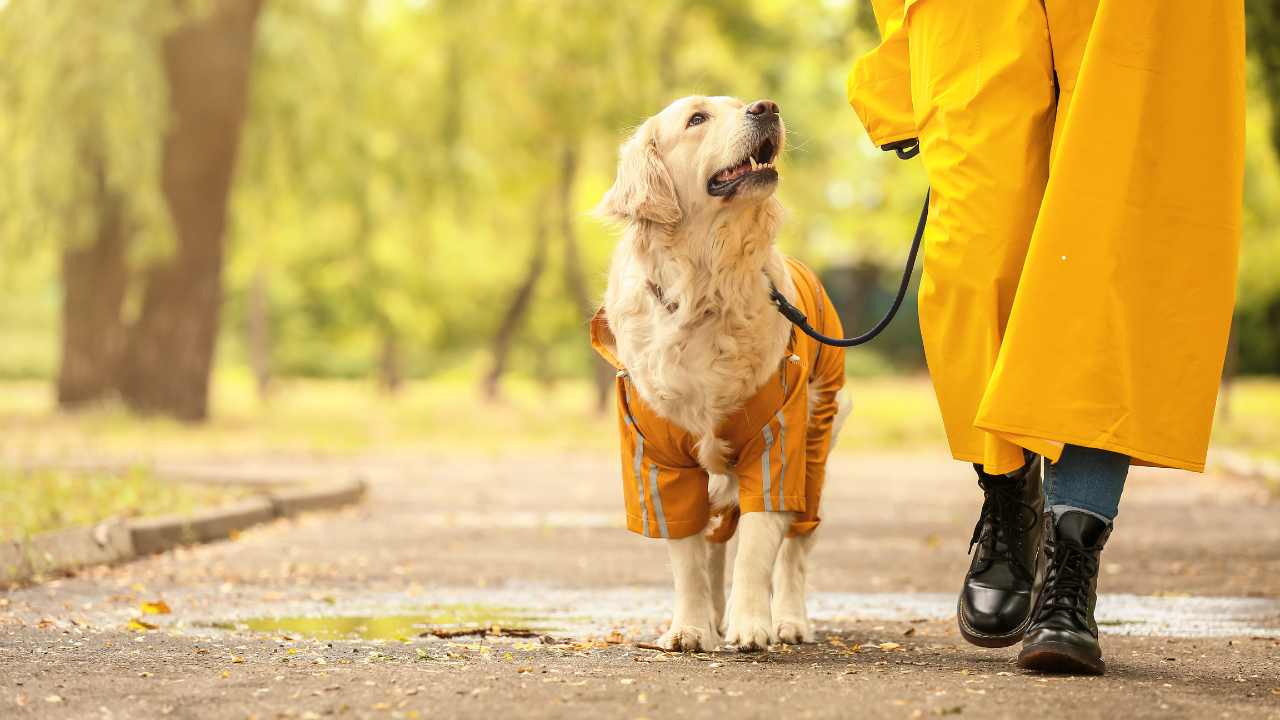 Cani a passeggio - fonte_Canva - salernosera.it