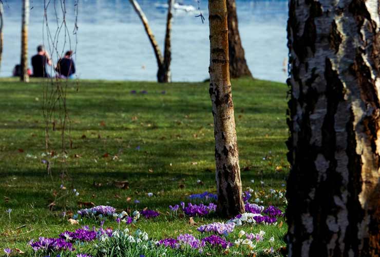 Parco con prato fiorito