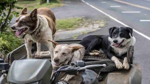 Dove portare in vacanza i nostri cani