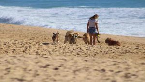 Spiagge per cani in Campania