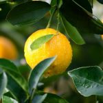 Limoni di Amalfi